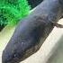 Do Electric Eels Make Noise