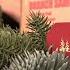 How To Choose An Artificial Christmas Tree With The Branch Sample Kit