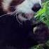 One Hour Of Red Pandas Eating Crunchy Snacks