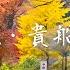 No 1 Kyoto Autumn Leaves Spots Eizan Railway Maple Tunnel Kiyomizu Temple Night Maple