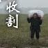 The Fourth Stop In Shanxi Farmers On The Banks Of The Yellow River The Harvesting Of Millet And T