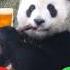 The Panda Is Calling To Invite You To The Bar Панда звонит позвать тебя в бар Call Phone Panda