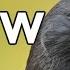 American Crow Calls 2024 3 MOST COMMON Sounds You Will Hear