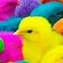 Tangkap Ayam Lucu Ayam Warna Warni Ayam Rainbow Ayam Pelangi Bebek Kucing Kelinci Dunia Hewan Lucu