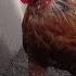 1 Hour Roosters Crowing Hens And Chickens Sounds In The Morning January 29 2017