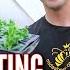 Easily Propagate Petunia Cuttings