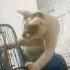 Little Mechanic Repairing The Fan Cat Love Funny Trending Cute