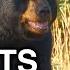 5 FACTS Black Bears True Facts