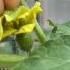 Hand Pollinating Watermelon Plant