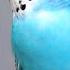 Budgie Sound Budgie Call Sound Listen To Your Escaped Bird And It Will Come Back