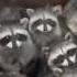 Racoon Party