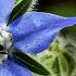 Borage Explained The Benefits And The Warnings