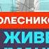 Колесников о стратегии на выборах сыне Кадырова и войне Честное слово с Андреем Колесниковым