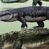 10 Biggest Prehistoric Crocodiles Ever Discovered 2021