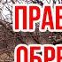 3 главных правила обрезки ОБРЕЗКА плодовых деревьев Игорь Билевич