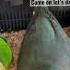 Cute Parrots Let S Dance Shorts Animals