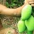 Survival In The Forest Eating Mango With Salt Peppers Delicious