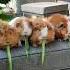 4 Guinea Pigs That Cute