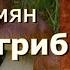 Аудиокнига Нора Адамян Белый гриб Читает Марина Багинская