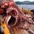 Giant Octopus Caught By Fishermen Deepseafishing Giantseacreature Fishingexploration