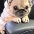 Who Wants To Give Loulou Some Chimken Nuggets Pug Dog Pets