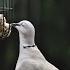 DOVE VOICE CLIP Dove Sound Viral Voice