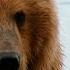 Grizzly Battleground Full Episode Alaska S Grizzly Gauntlet