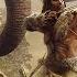 Far Cry Primal Taming All Animals Taming Rare Animals