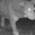 Wildlife Cam Shows Stray Dog Fighting Off Coyotes The Dodo