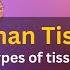 What Are Tissues In Human Body What Are Tissues Made Of What Are Tissues Class 9 Human Tissues