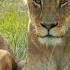 Royals Of The Animal Kingdom MEGA EPISODE FULL EPISODES Jungle Kings And Queens