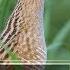 Коростель Corncrake