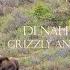 Grizzly Stalking Moose Calves Denali National Park Alaska