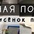 Чёрная полоса Добби заболел У Киры проблемы Страусёнка больше нет