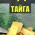 ХУНХУЗКА НЕСЕТ ЗОЛОТО в ТАЙГЕ ДЕТЕКТИВ ПОПАДАНЦЫ 2 ФАНТАСТИКА ДОМ в ЛЕСУ ИСТОРИИ из ЖИЗНИ СЕРИАЛ 18