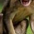 Monkey Sound Effect Cutest Baby Monkey Sound Best Monkey Voice Funny Little Monkey Baptised Free