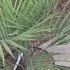 Pindo Palm Aka Jelly Palm Butia Capitata Cold Hardy Palm Tree Unboxing