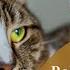 Relaxing Music For Aggressive Cats 10 Hours Relaxing Music For Cats