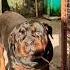 Heavy Size Monster Full Aggressive Rottweiler Pup Available Dog Market Ranchi 7903135882