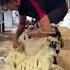 Shearing A Sheep In 60 Seconds