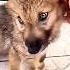 Wolf Dog Puppy Animals Husky Music Love إنقاذ كلب ذئب Wolf Dog Rescue Wolfdog Rescue ذئب