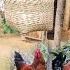 After Tiring Days Work The Single Mother Begins Move Her Chickens A New Home What Will Happen Next