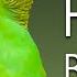 Happy Budgies 1 Budgerigar Sounds To Play For Your Parakeets Discover PARROTS