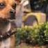 Beverly Hills Chihuahua Full Trailer