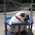 Pug Dog Enjoying A Sunny Morning On The Swing