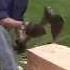 Hand Hewing A Log With John Foreman