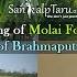 Making Of Molai Forest 2 0 On The Shores Of Brahmaputra Assam