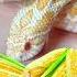 IT S CORN Reptile Snake Itscorn