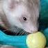 Ferret Amusing Himself With Toys Ferrets Cute Ferretboy Huron Pets Shorts Weasel Littlebeast