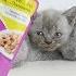 Kittens Eating Whiskas Wet Food For The First Time 4K Footage